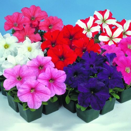 Buy Petunia miniplugs online Babyplants